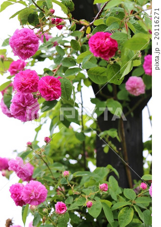薔薇 薔薇 20116271