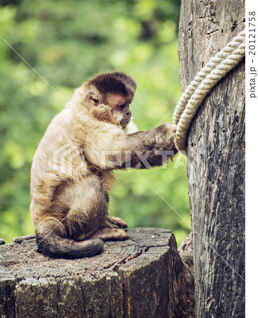 Tufted capuchin (Cebus apella) sitting on the tree stump, animal 20121758