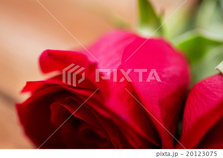 close up of red rose flowers 20123075