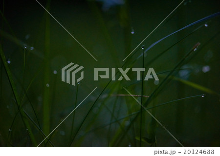 grass with dew drops 20124688