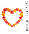 オレンジローズ　ハートフレーム　バラ　薔薇 20125759