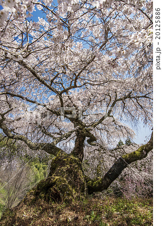 権現桜 枝垂れ桜 桜の名所 奈良観光 巨樹 権現桜 枝垂れ桜 桜の名所 奈良観光 巨樹 20125886