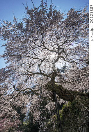 権現桜 枝垂れ桜 巨樹 奈良観光 権現桜 枝垂れ桜 巨樹 奈良観光 20125887