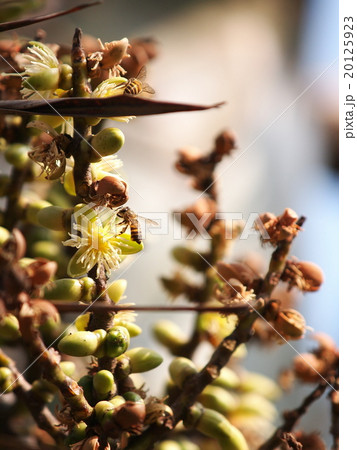 bees on palm flowers on a sunny day 20125923