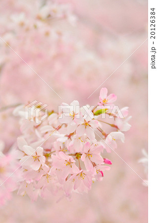 満開の桜 縦 の写真素材