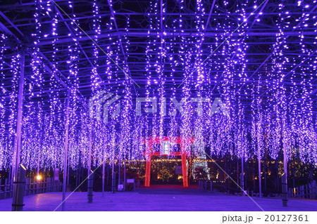 あしかがフラワーパークの大藤イルミネーション 20127361