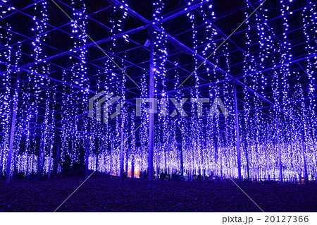 あしかがフラワーパークの大藤イルミネーション 20127366