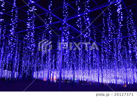 あしかがフラワーパークの大藤イルミネーション 20127371