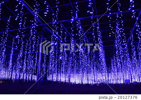 あしかがフラワーパークの大藤イルミネーション あしかがフラワーパークの大藤イルミネーション 20127376