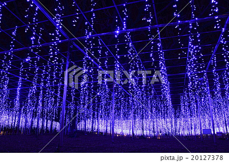 あしかがフラワーパークの大藤イルミネーション 20127378
