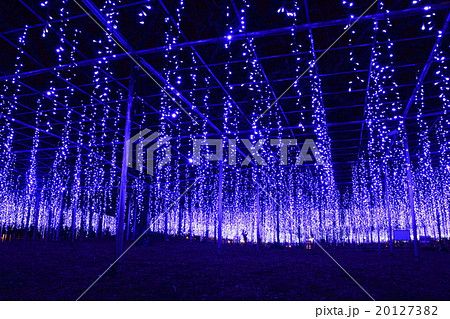 あしかがフラワーパークの大藤イルミネーション 20127382