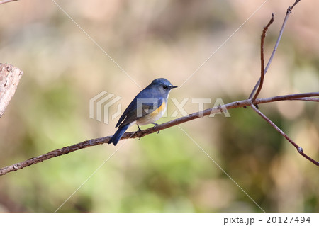 ルリビタキ ルリビタキ 20127494