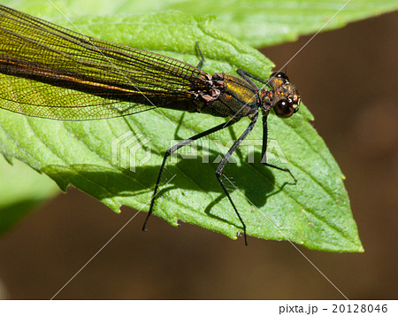 Dragonfly on a green leaf 20128046