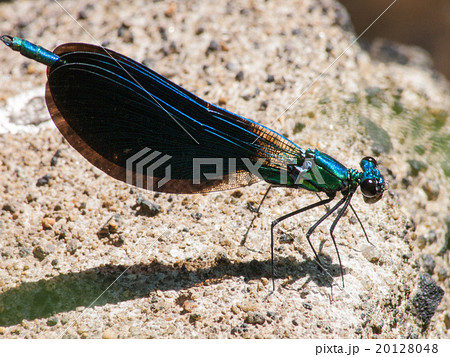 Dragonfly  20128048
