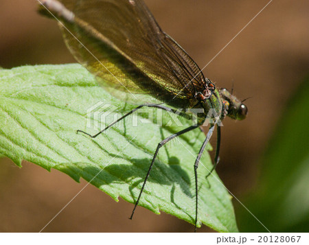 Dragonfly on a green leaf Dragonfly on a green leaf 20128067