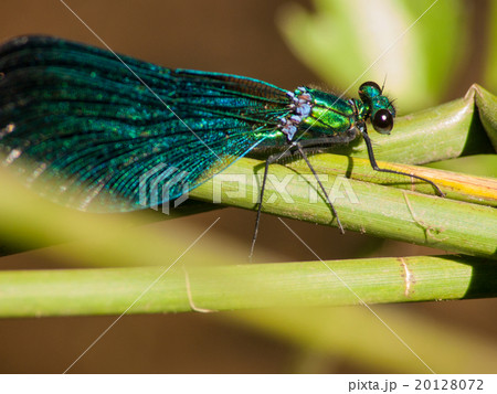 Dragonfly on a green leaf Dragonfly on a green leaf 20128072
