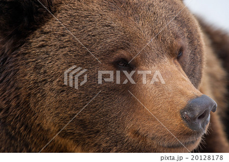 Brown bear portrait on the snow 20128178