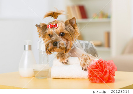 Yorkshire terrier on folded towel.  20128512