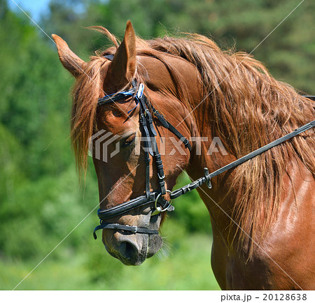 Head of bay horse 20128638