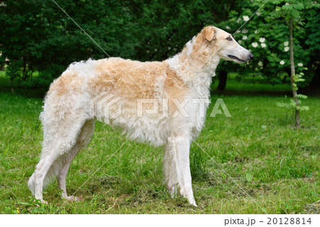 Standing russian wolfhound 20128814