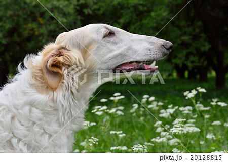 Portrate of russian borzoi Portrate of russian borzoi 20128815