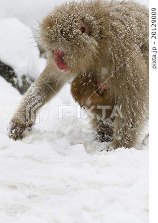猿 20129009