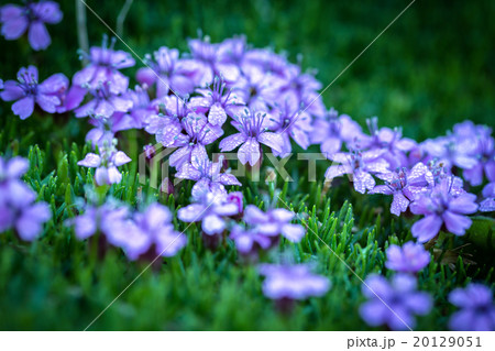 Silene acaulis - small mountain purple plant Silene acaulis - small mountain purple plant 20129051