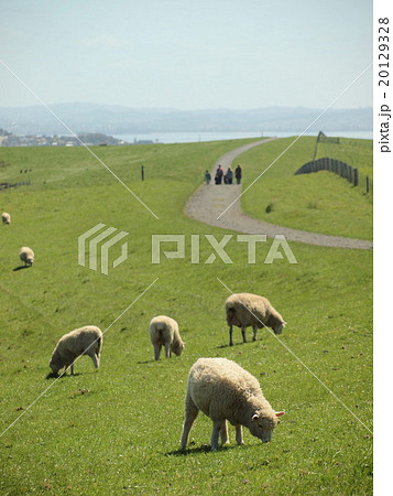 海をながめる羊のむれ 海をながめる羊のむれ 20129328