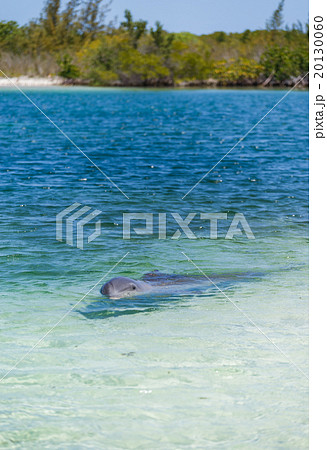 Dolphins in the caribbean sea. Cayo largo 20130060