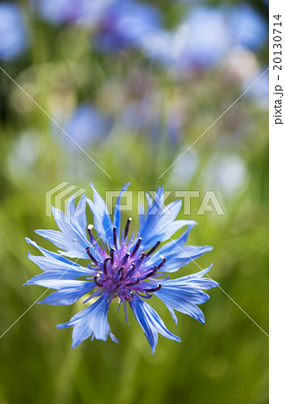 corn-flower closeup 20130714