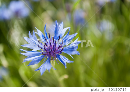 corn-flower closeup 20130715