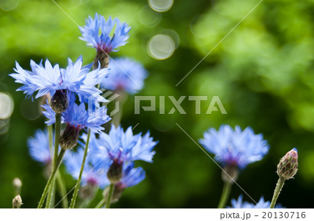 corn-flower closeup 20130716