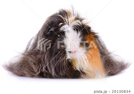 Long hair guinea pig 20130834