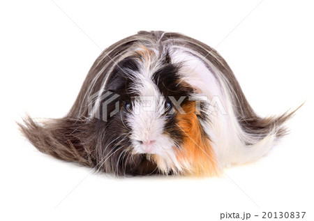Long hair guinea pig 20130837