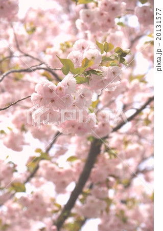 八重桜 20131577