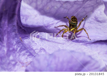 The jumping spider on violet flower The jumping spider on violet flower 20131845