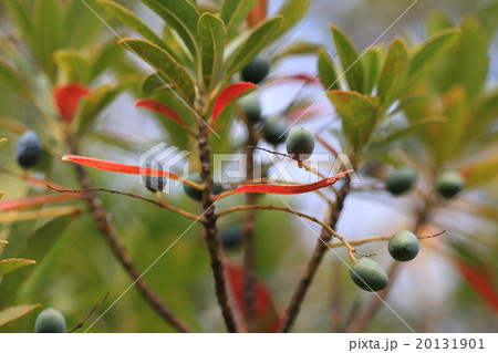 自然 植物 ホルトノキ、その昔オリーブの実と間違われた果実です。確かに似ていますネ② 自然 植物 ホルトノキ、その昔オリーブの実と間違われた果実です。確かに似ていますネ② 20131901