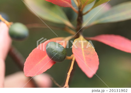 自然 植物 ホルトノキ、その昔オリーブの実と間違われた果実です。確かに似ていますネ① 自然 植物 ホルトノキ、その昔オリーブの実と間違われた果実です。確かに似ていますネ① 20131902