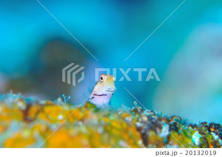 イシガキカエルウオ 20132019