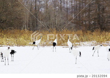 丹頂鶴 鶴居村 丹頂鶴 鶴居村 20132094