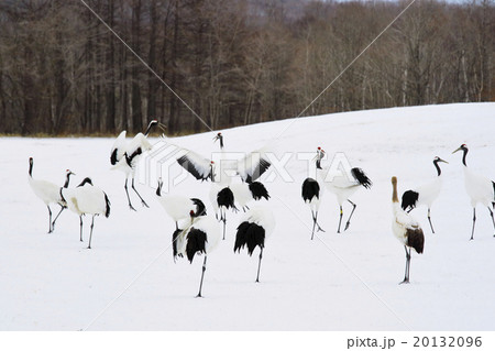 丹頂鶴 鶴居村 丹頂鶴 鶴居村 20132096