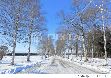 冬の北海道　白樺並木 20132242