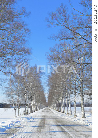冬の北海道 白樺並木 冬の北海道 白樺並木 20132243
