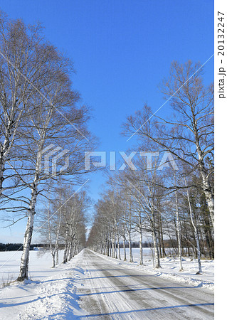 冬の北海道　白樺並木 20132247