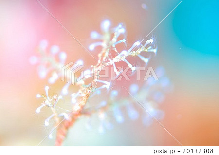 ウミヒドラ ウミヒドラ 20132308