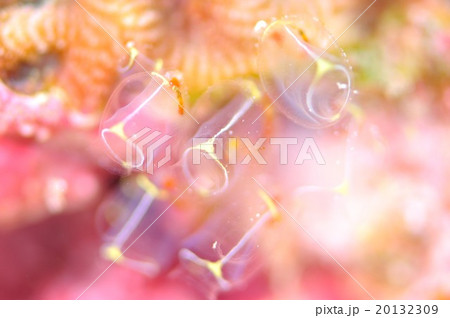 ホヤ ホヤ 20132309