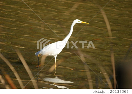 ダイサギ ダイサギ 20132365