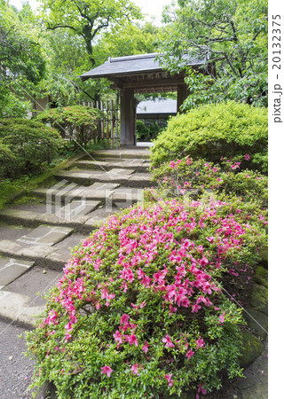浄智寺棟門とツツジ 浄智寺棟門とツツジ 20132375