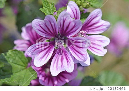 ゼニアオイ（銭葵） 20132461