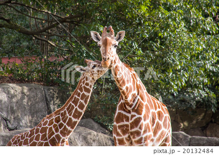 金沢動物園｜アミメキリン 20132484